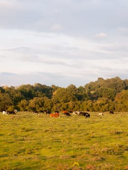 beautiful sunset lit green country land scene with trees and with farm dairy cows steers grazing in distance  England  Essex