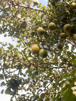 growing green pears on tree outside up close  England  Essex