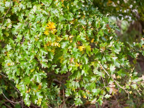 lovely flowing green and yellow leaves up close  England  Essex