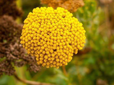 close up of bunch of yellow garden Achillea filipendulina 'Cloth of Gold'