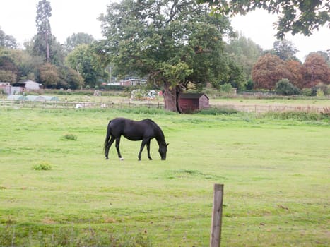 black horse in field grazing animal outside farm uk