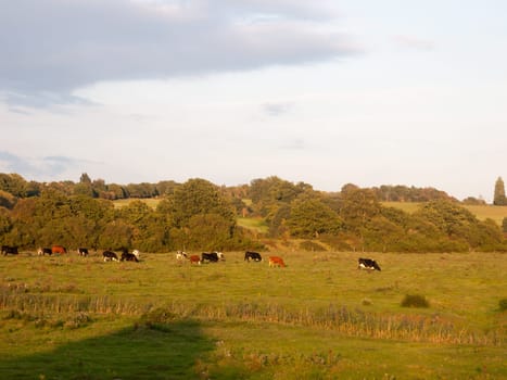 beautiful sunset lit green country land scene with trees and with farm dairy cows steers grazing in distance  England  Essex