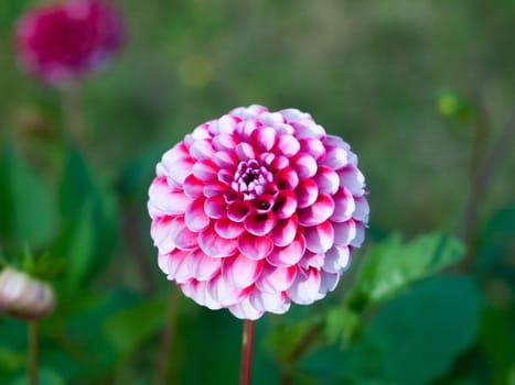 close up of pink and white Zinnia garden flower