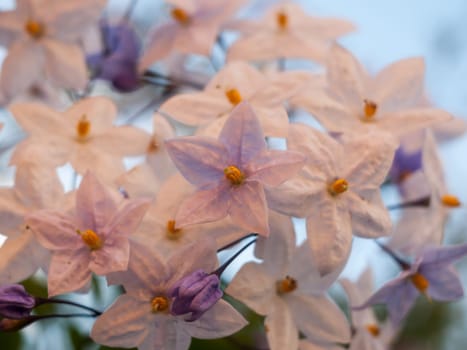 close up of small star white flowers  England  Essex