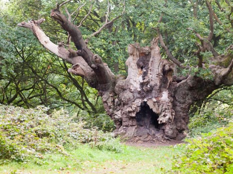 famous old knobbley old oak tree in forest in mistley