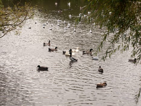 a pool pond below littered with ducks in country