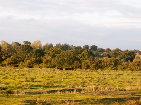 beautiful sunset lit green country land scene with trees and with farm dairy cows steers grazing in distance  England  Essex