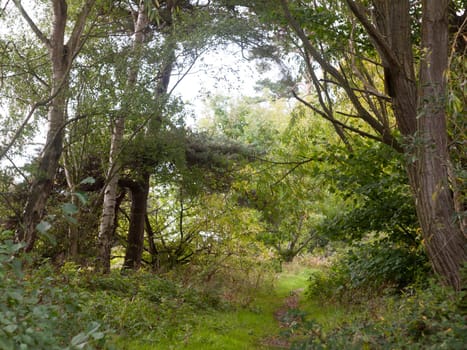 lush green trees canopy walkway in the country  England  Essex