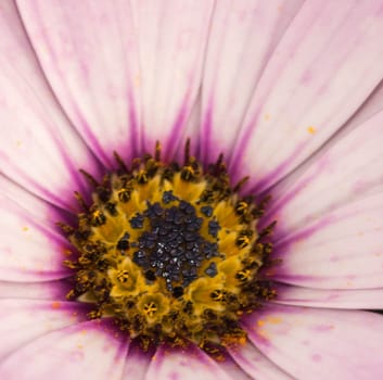 an amazing macro shot of a lovely colourful flower.