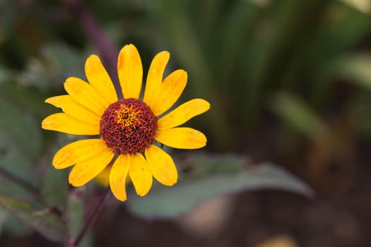 an amazing macro shot of a lovely colourful flower.