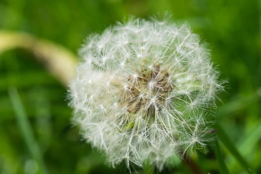 dandelion close-up. Dandelion in the center of the picture, beautiful relaxing background.
