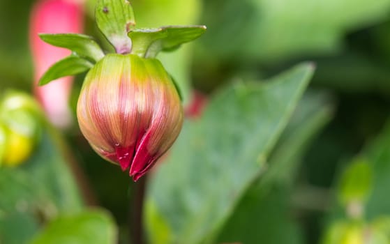 an amazing macro shot of a lovely colourful flower.