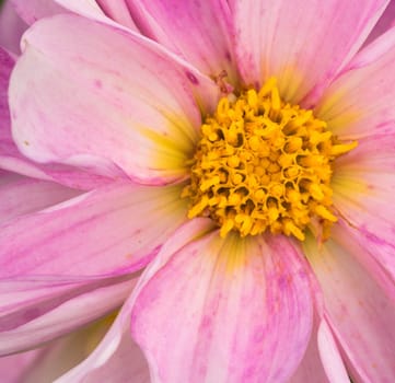 an amazing macro shot of a lovely colourful flower.