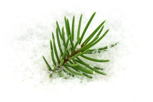 Fir branch in the snow,Christmas decoration in winter