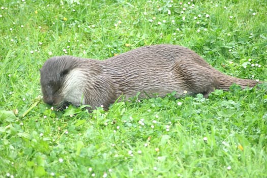 an otter eat in the grass