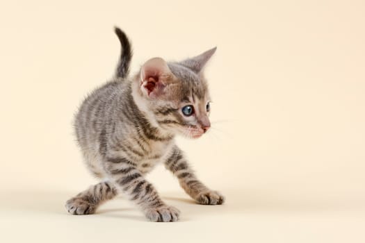 Pedigree cat Toyger (Felis silvestris catus),young animal,age 6 weeks,color black tabby mackerel