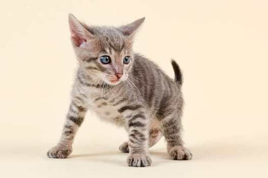 Pedigree cat Toyger (Felis silvestris catus),young animal,age 6 weeks,color black tabby mackerel