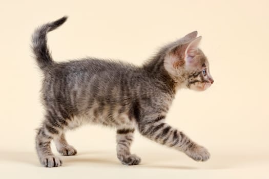 Pedigree cat Toyger (Felis silvestris catus),young animal,age 6 weeks,color black tabby mackerel