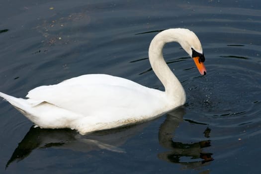 A white adult Mute Swan (Cygnus olor) in the foraging