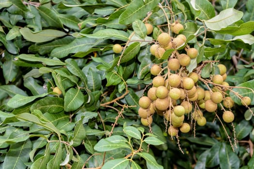Longan bunch on the tree with green leaves at the orchard in Thailand.