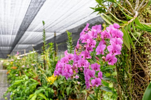Beautiful pink flower bouquet of dendrobium orchids hybrids on the tree in the orchid plantation area in Thailand.