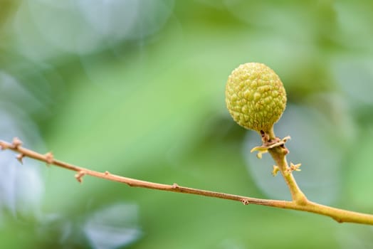 Green small longan fruit on the branch with natural green foliage is the background