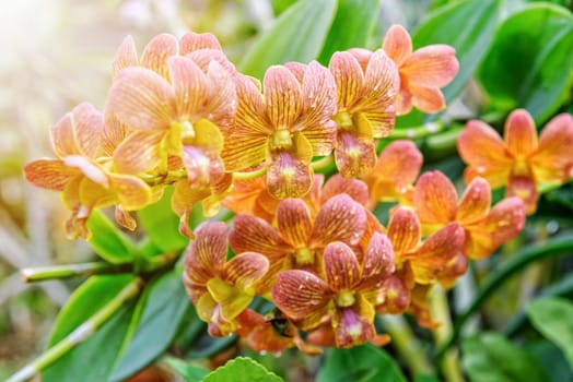 Beautiful yellow and red stripes flower bouquet with sunlight of dendrobium orchids hybrids on the tree in the orchid plantation area in Thailand.
