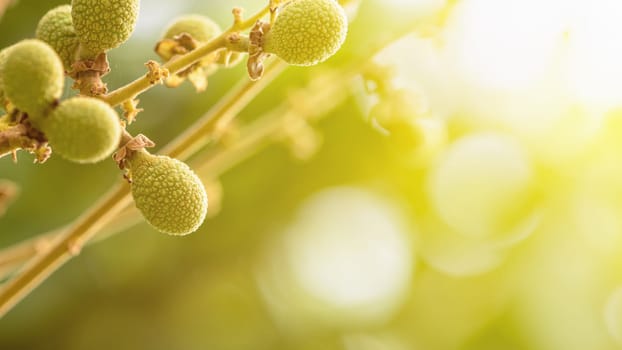 Green small longan fruit on the branch in summer with natural sunlight is the background, 16:9 widescreen