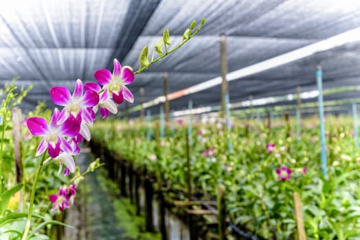 Pink flower bouquet on the stem of Dendrobium orchid in the greenhouse. The orchid farm is an agricultural industry in Thailand.
