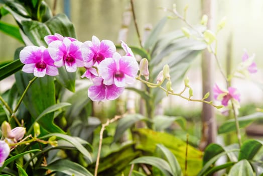 Beautiful pink and white flower bouquet with sunlight of dendrobium orchids hybrids on the tree in the orchid plantation area in Thailand
