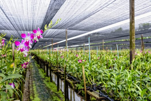 Pink flower bouquet on the stem of Dendrobium orchid in the greenhouse. The orchid farm is an agricultural industry in Thailand.