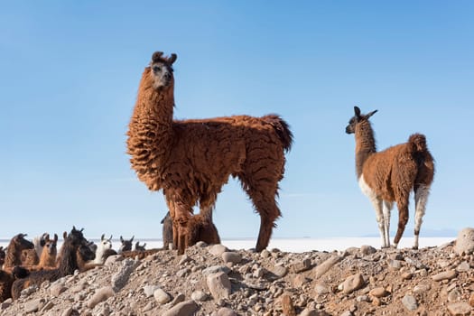 Lama (Lama glama),Altiplano,3680 m above sea level,Andes,Colchani,Potosí,Bolivia,South America