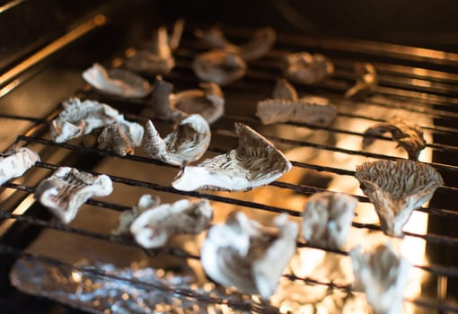 pieces of umbrella mushroom macrolepiota procera in dry machine