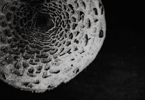 close up on parasol mushroom macrolepiota procera,black and white