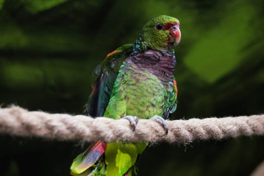 close up on green parrot on the rope