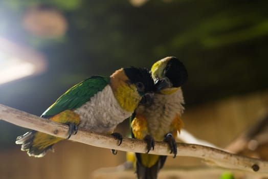 close up on two green parrots on the tree
