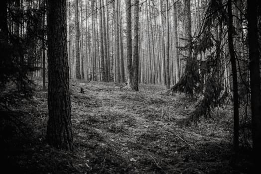 magical atmosphere forest,Natural background,black and white