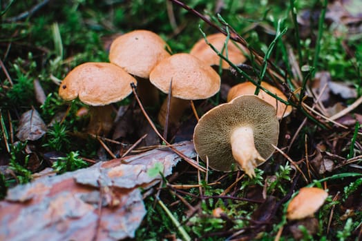 close up on suillus bovinus in the forest
