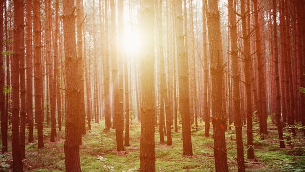 heavy sunrise in the middle of the forest