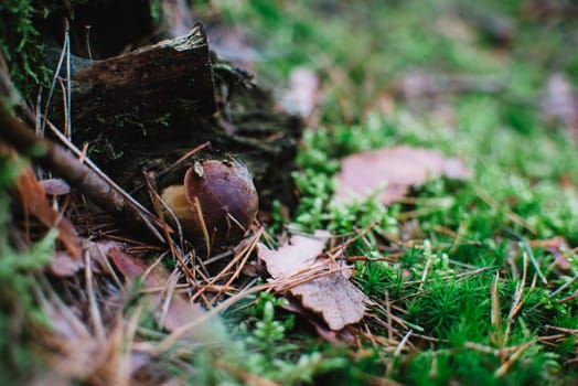 close up on bay bolete (imleria badia) in forest