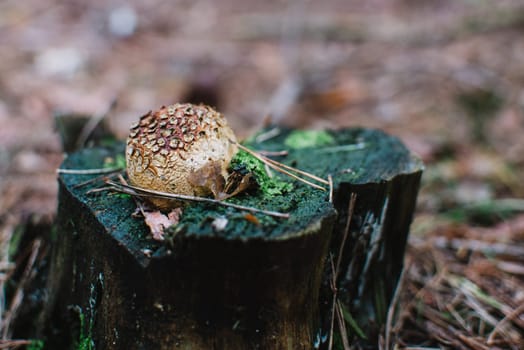 close up on lycoperdon perlatum on the tree