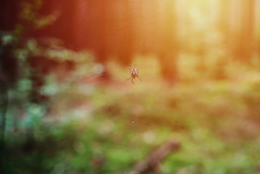 close up on marbled orb-weaver Araneus diadematus in the forest,black and white,sunrise