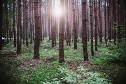 sunrise in the middle of the forest