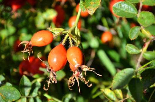 Dog rose