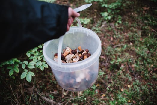 close up on bay bolete (imleria badia) in basket with knife