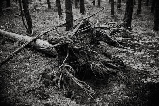 close up on broken tree in the forest,black and white