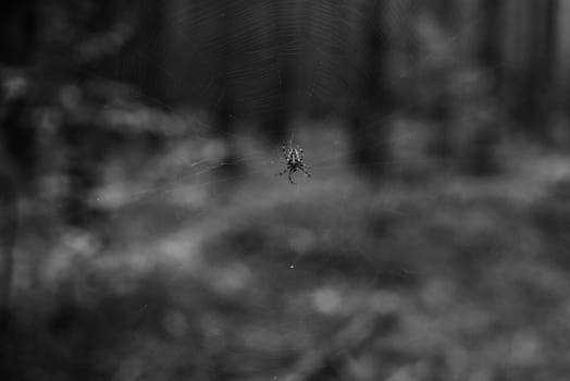 close up on marbled orb-weaver Araneus diadematus in the forest,black and white