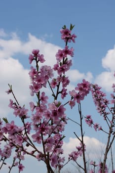 Peach tree in full blossom. Tree in bloom in spring. Peach flowers on a tree branch. Twig with flowers.