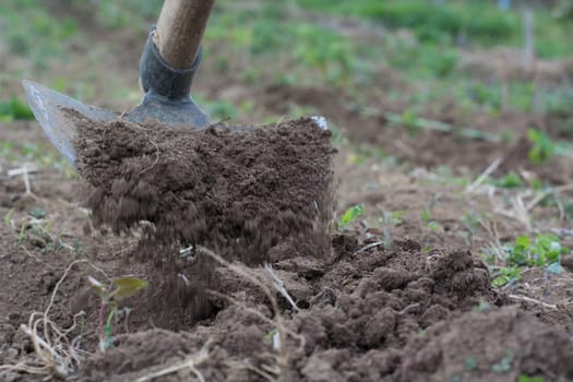 Garden hoe with movement weeding a garden area and dirt path