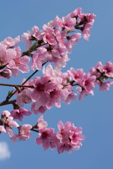 Peach tree in full blossom. Tree in bloom in spring. Peach flowers on a tree branch. Twig with flowers.